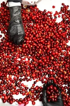 Close up of fresh coffee beans Stock Photos