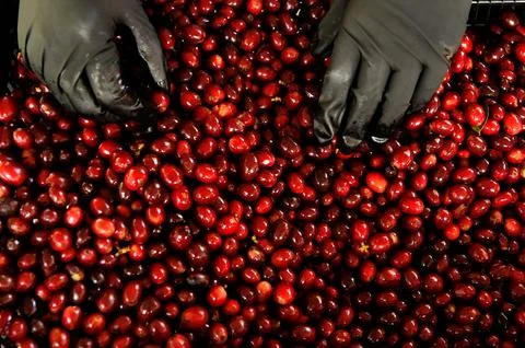Close up of fresh coffee beans Stock Photos