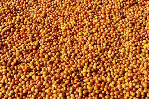 Close up of fresh coffee beans 스톡 사진