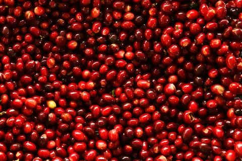 Close up of fresh coffee beans Stock Photos