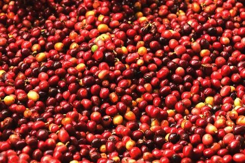 Close up of fresh coffee beans Stock Photos