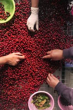 Close up of fresh coffee beans Stock-Fotos