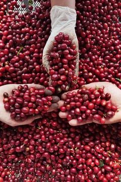 Close up of fresh coffee beans Stock Photos