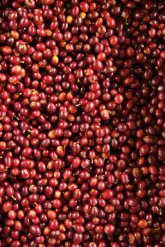 Close up of fresh coffee beans Фото