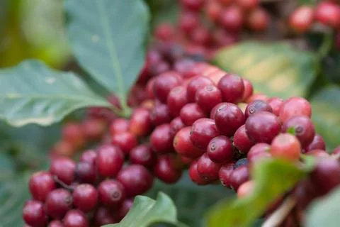 Close-up fresh coffee beans on tree agriculture Stock Photos