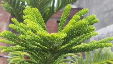 Close-Up Fresh Conifer Needles 库存影片 340516737