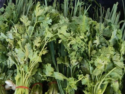 Close up of fresh coriander and spring onion bunches background 写真素材