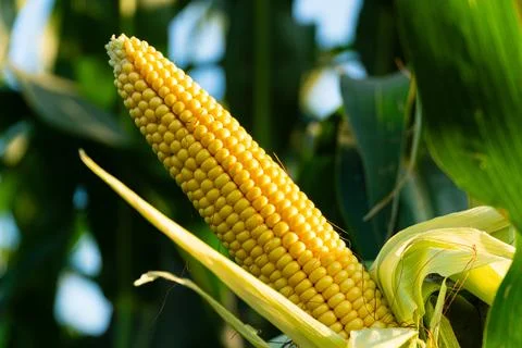 Close up of fresh corn on the cob in the field. Sweet yellow corn in the field Stockfoto's