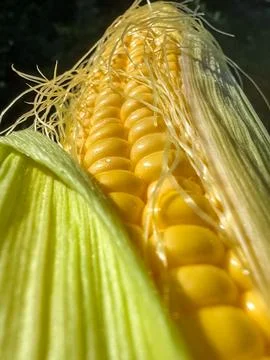 Close up fresh corn cob view from bottom to top 스톡 사진