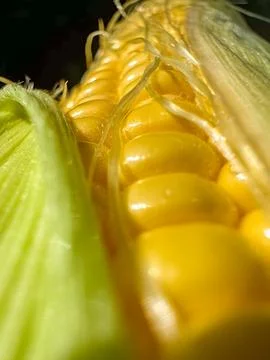 Close up fresh corn corn cob Stock Photos