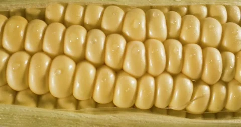 Close-up of fresh corn ear with glossy kernels and green husk Stock Footage 336442444