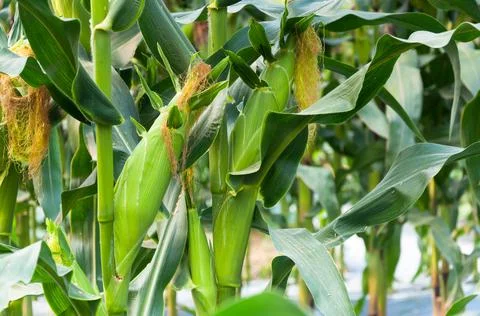 Close up of fresh corn plants with corn field,green corn in field agriculture Stock Photos