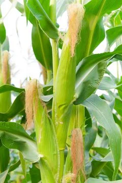 Close up of fresh corn plants with corn field,green corn in field agriculture Stock Photos