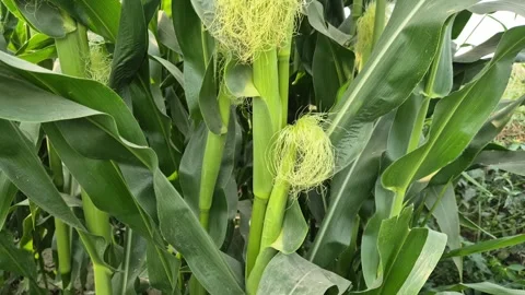 Close Up of Fresh Corn Silk Emerging from Young Maize Ears Stock Footage 337016276