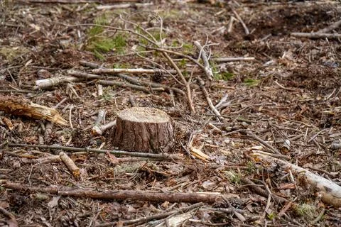 Close up of fresh cut down tree stumps 库存照片