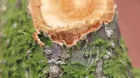 Close-up of fresh cut tree branch with green moss on bark Vídeos de archivo 336902006