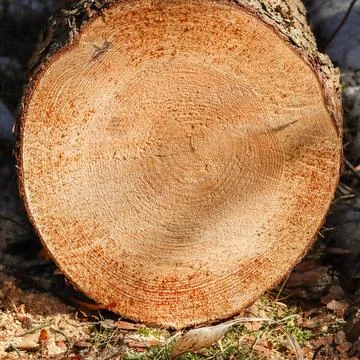 Close up of fresh cut tree trunk with drops of resin. Stock Photos