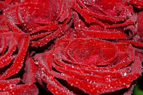 Close-up of a fresh delectable bouquet of roses with water drops Stock Photos