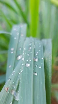 Close up of fresh dew on thin leafy weeds Stock Photos