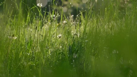 Close-up of fresh, dewy grass bathed in the soft morning sunlight, showcasing Видео 280370322