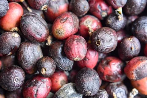 Close up of fresh &amp; dried red raw coffee beans Stock Photos