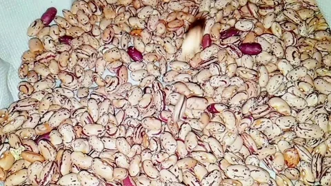 Close-up of fresh dry borlotti beans fall into the basket slow motion Stock Footage 83158809
