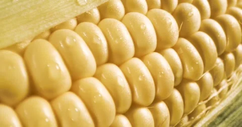 Close-up of fresh ear of corn with dewy kernels and partial husk Stock Footage 336442985