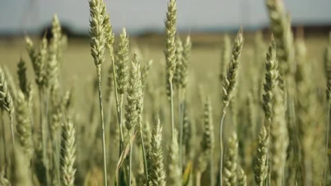 Close-up of fresh ears of young green wheat on nature in summer field. ripening Video stock 205853697