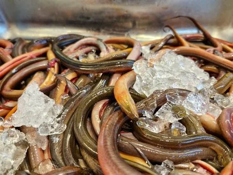 Close-up of fresh eels on ice, ready for a unique and flavorful meal Stock Photos
