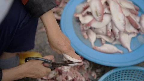 Close up of fresh fish being cleaned by hand at seafood market Stock Footage 341104118