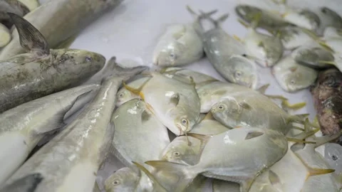 Close up of fresh fish displayed on ice at seafood market Stock Footage 341104162