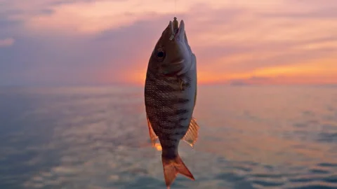 Close Up Of Fresh Fish Hanging On Hook Against Sunset Sea Background, Warm Light Stock Footage 334328196