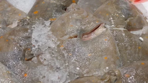 Close-up of fresh flatfish with speckled skin on ice at a seafood market, Cote Видео 344801435