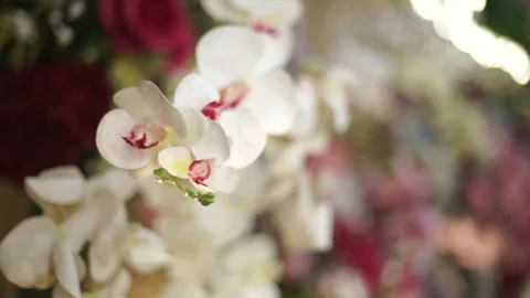 Close-up of Fresh Flower Arrangement for Elegant Wedding Decoration Stock Footage 342065843