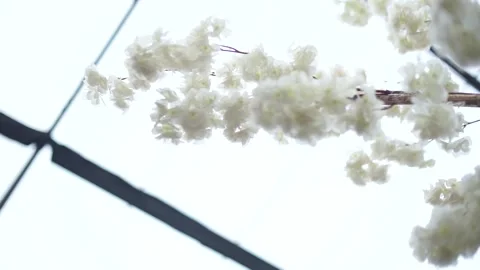 Close-up of Fresh Flower Arrangement for Elegant Wedding Decoration Stock Footage 342081915