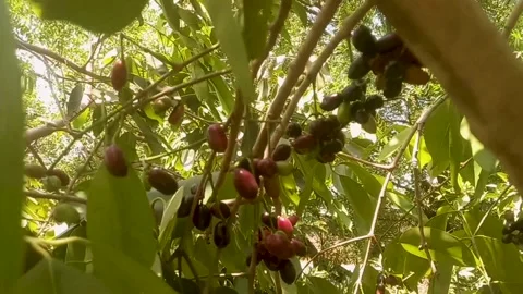 Close-Up of Fresh Fruit with Leaves and Sunlight Stock Footage 308154495