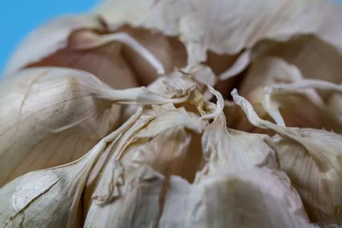 Close up of fresh garlic bulb Stock Photos