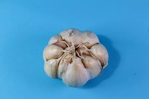 Close up of fresh garlic bulb Stock Photos