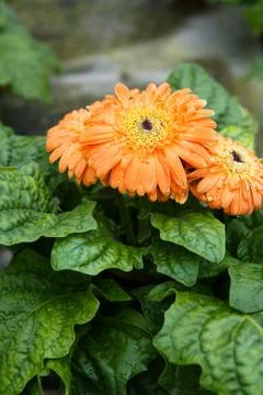 Close up of fresh Gerbera Daisies with water droplet on leaf background- Imag Stock Photos