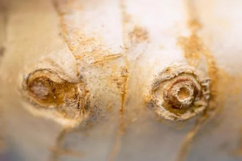 Close up of fresh ginger root spice Stock Photos