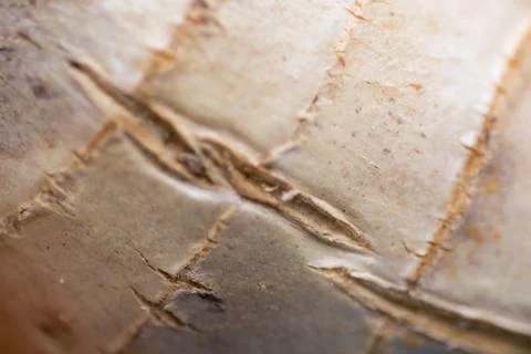 Close up of fresh ginger root spice Stock Photos