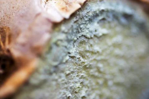 Close up of fresh ginger root spice Stock Photos