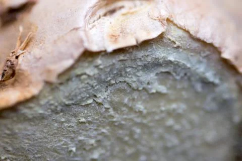 Close up of fresh ginger root spice Stock Photos