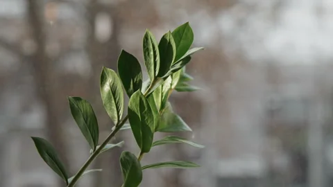 Close up fresh glossy leaf branch in soft natural light against blurred outdoor Stock Footage 344870412