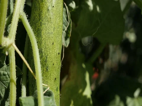 Close-up of fresh gourd family Cucurbitacea on vines video Stock Footage