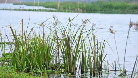 Close-Up of Fresh Grass and Plants in Lake Water. Stockbeeldmateriaal 326861010
