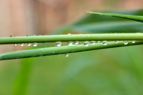 Close-up of fresh grass with dewdrops. Stock Photos