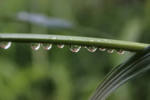 Close-up of fresh grass with dewdrops. Stock Photos