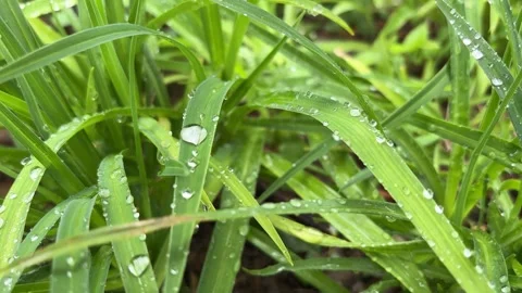 Close-Up of Fresh Grass with Dewdrops in Sunlight 動画素材 333130794