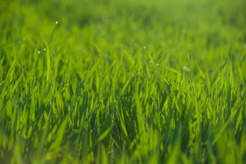 Close up of fresh grass with water drops Foto stock
